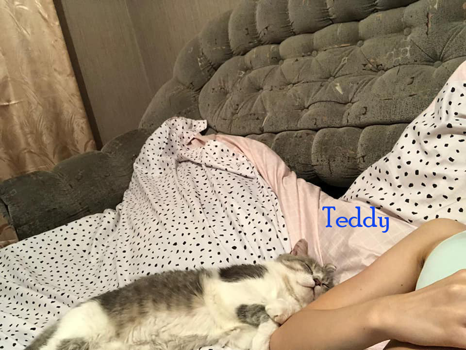 Fremde_Katzen/Teddy/Teddy08mN.jpg