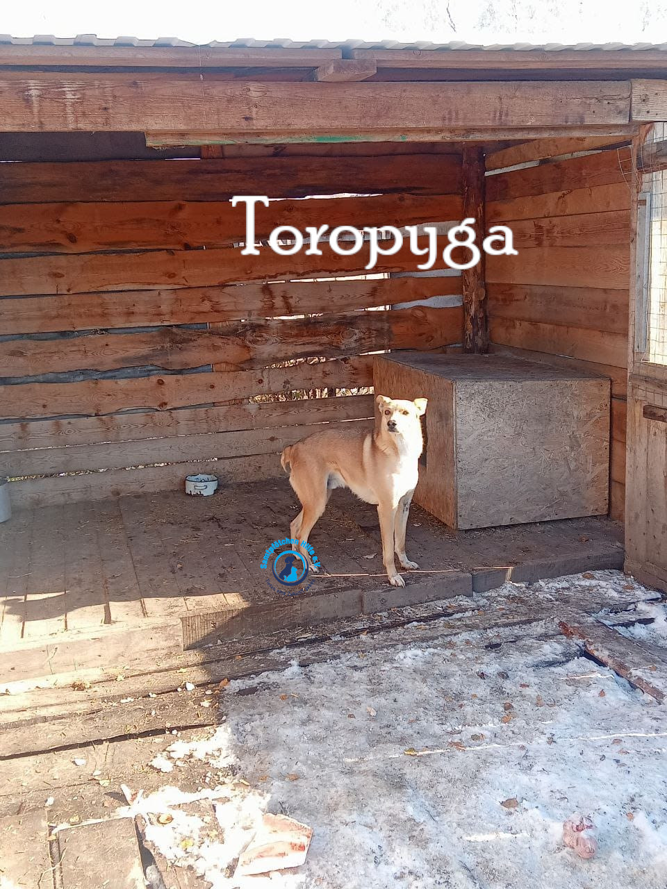 Fremde_Katzen/Toropyga/Toropyga16mN.jpg