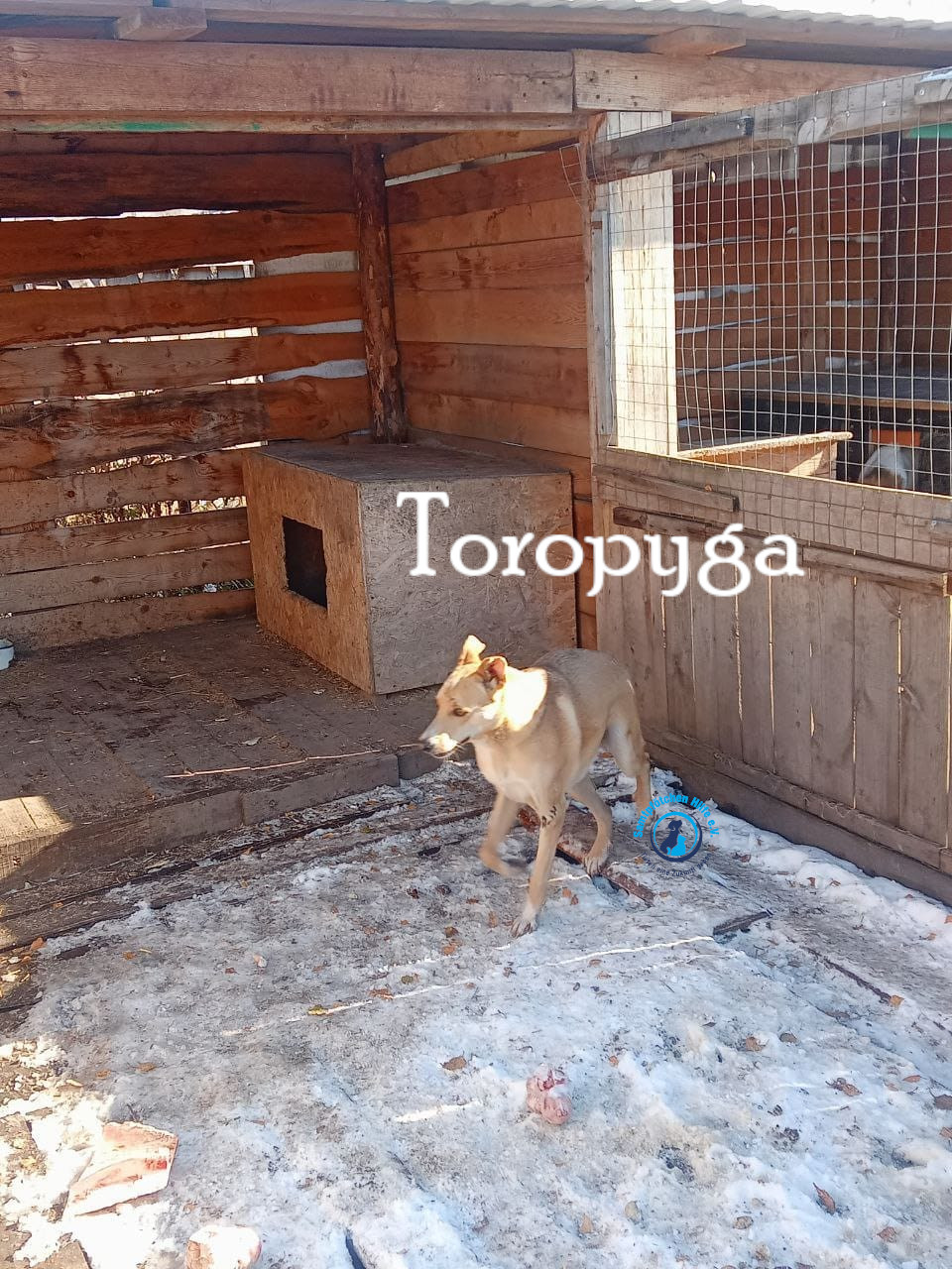 Fremde_Katzen/Toropyga/Toropyga17mN.jpg