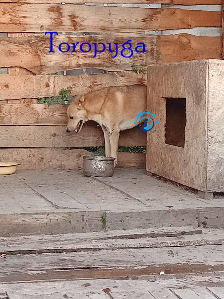 Fremde_Katzen/Toropyga/Toropyga18mN.jpg
