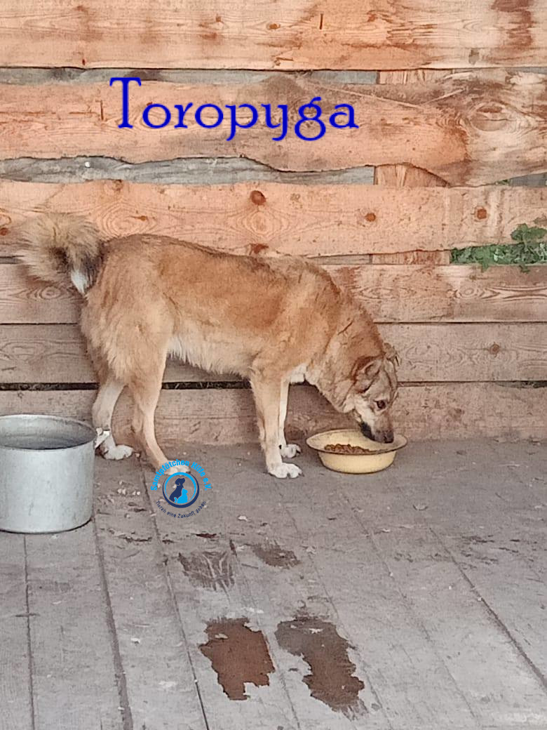 Fremde_Katzen/Toropyga/Toropyga19mN.jpg