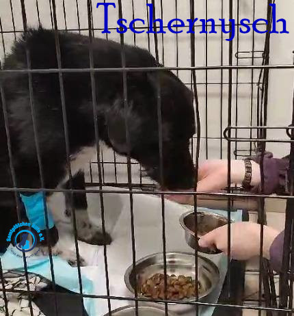 Fremde_Katzen/Tschernysch_II/Tschernysch_II01mN.jpg