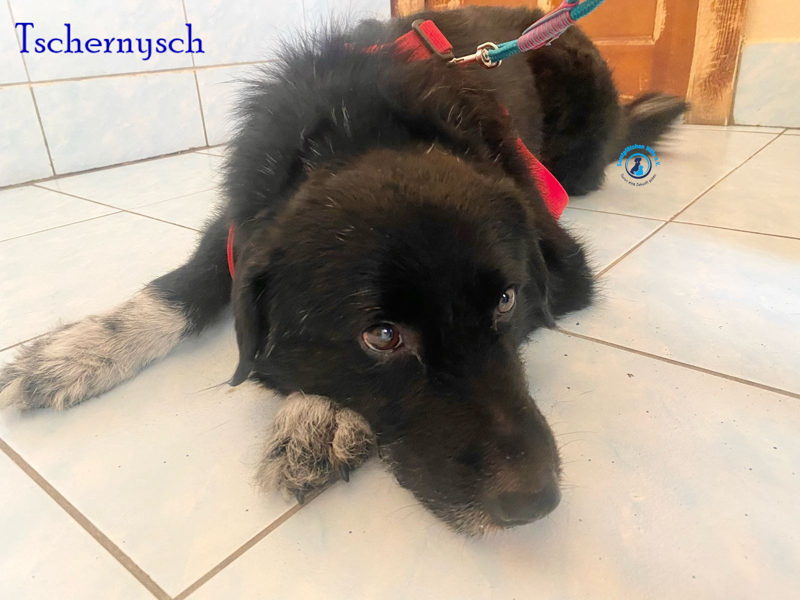 Fremde_Katzen/Tschernysch_II/Tschernysch_II03mN.jpg