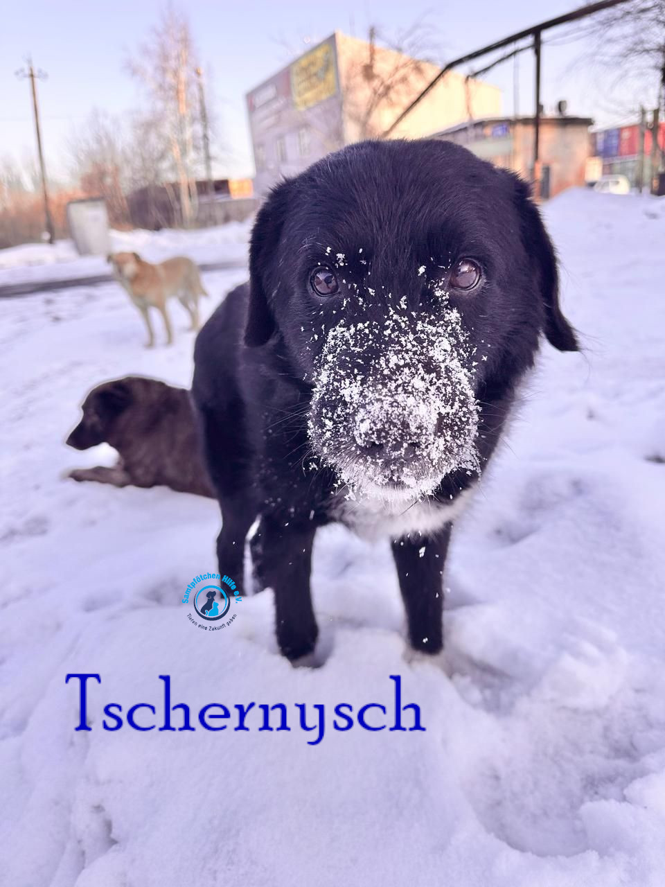 Fremde_Katzen/Tschernysch_II/Tschernysch_II05mN.jpg