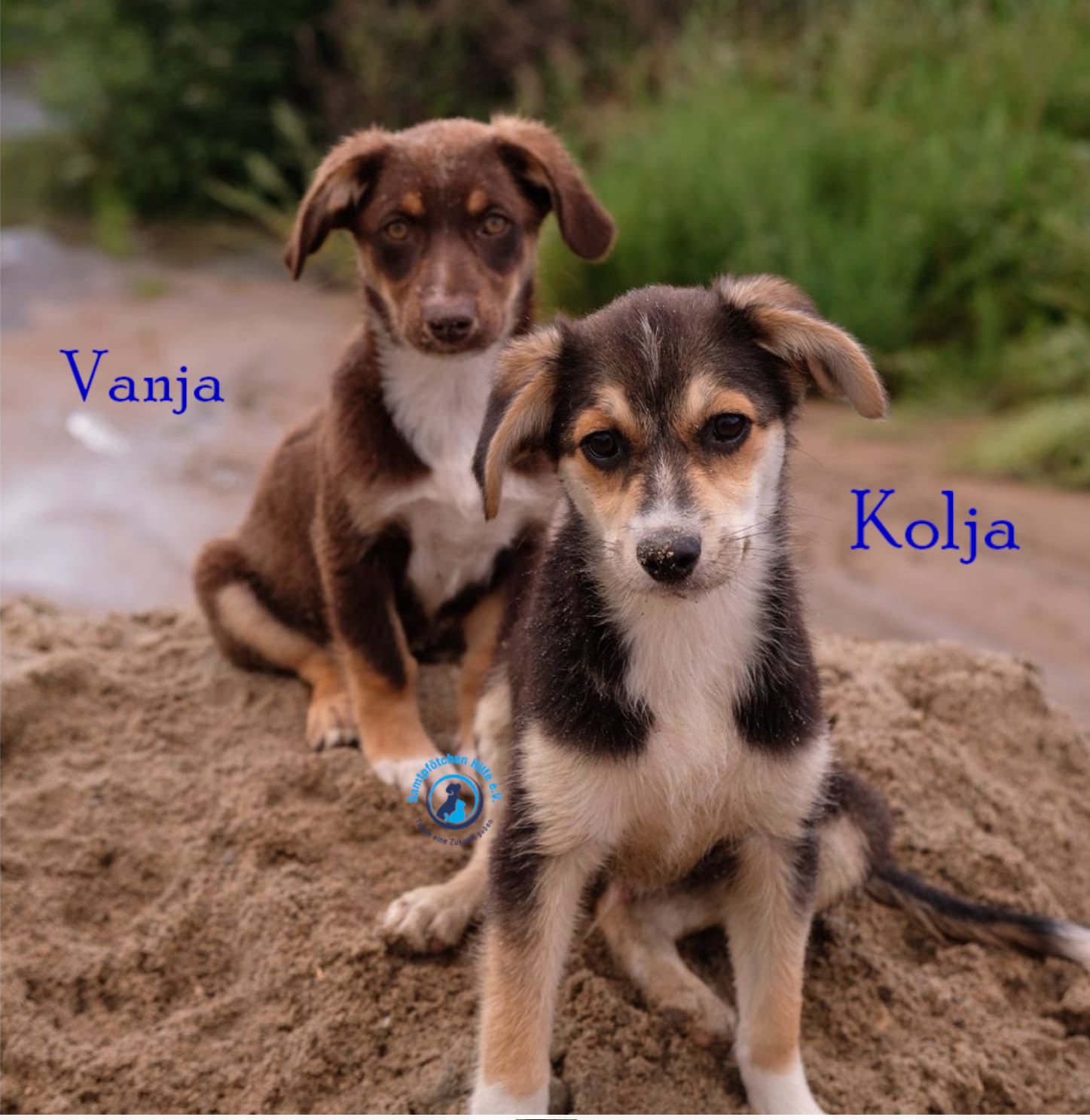 Fremde_Katzen/Vanja/Vanja&Kolja_II01mN.jpg