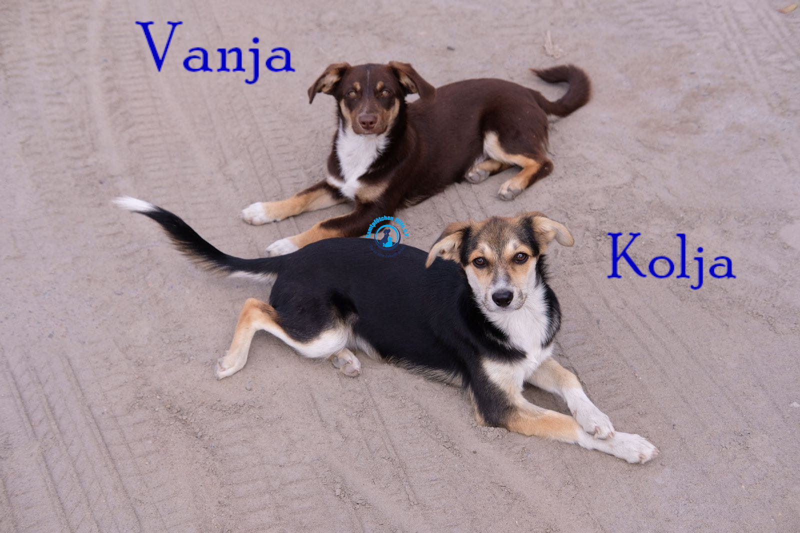 Fremde_Katzen/Vanja/Vanja&Kolja_II02mN.jpg
