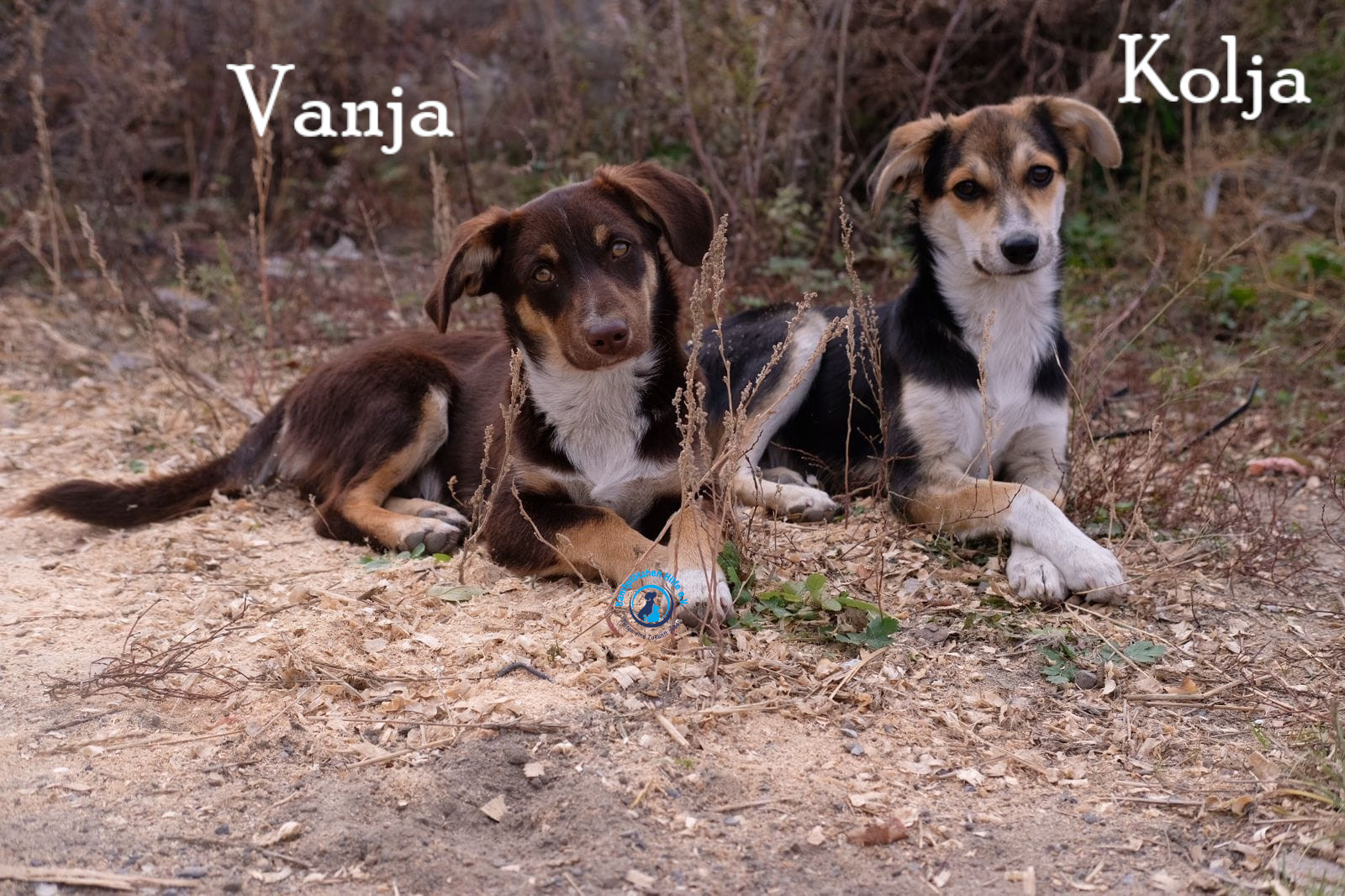 Fremde_Katzen/Vanja/Vanja&Kolja_II03mN.jpg
