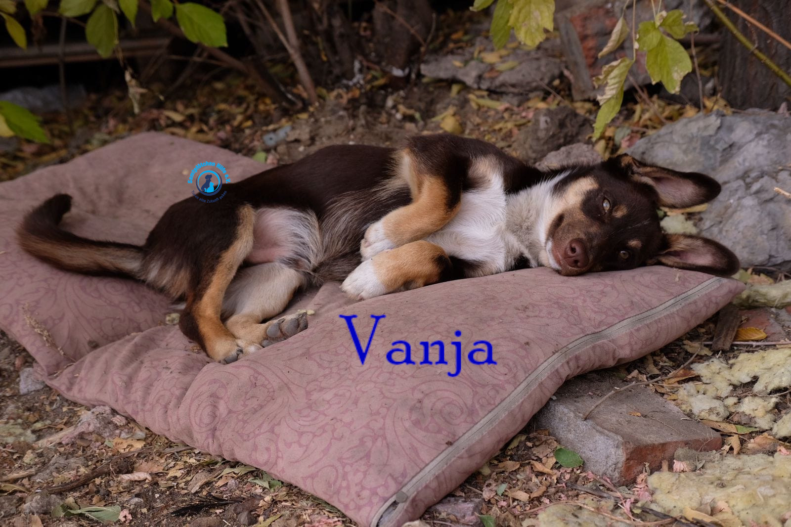 Fremde_Katzen/Vanja/Vanja03mN.jpg
