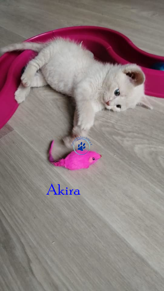 Irina/Katzen/AkiraII/Akira105mN.jpg
