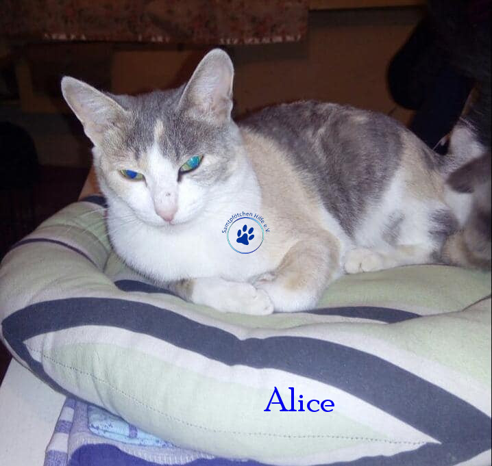 Irina/Katzen/Alice/Alice03mN.jpg