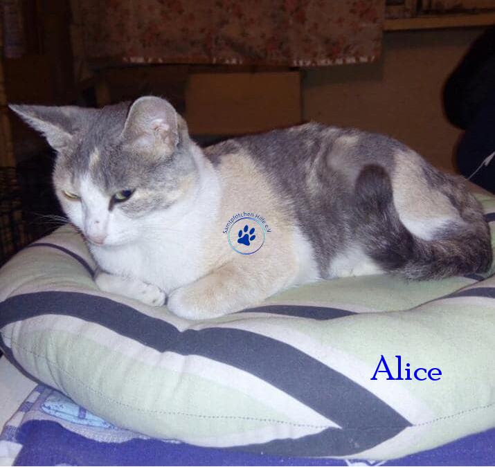 Irina/Katzen/Alice/Alice05mN.jpg