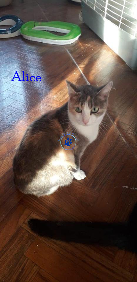 Irina/Katzen/Alice/Alice16mN.jpg