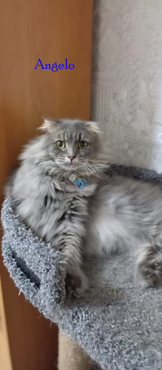 Irina/Katzen/Angelo/Angelo09.jpg