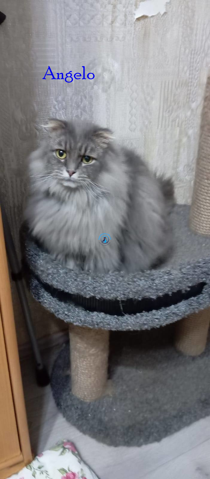 Irina/Katzen/Angelo/Angelo10.jpg