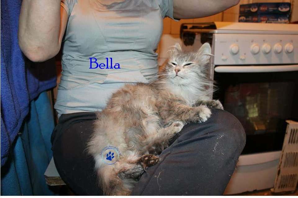 Irina/Katzen/Bella/Bella02mN.jpg