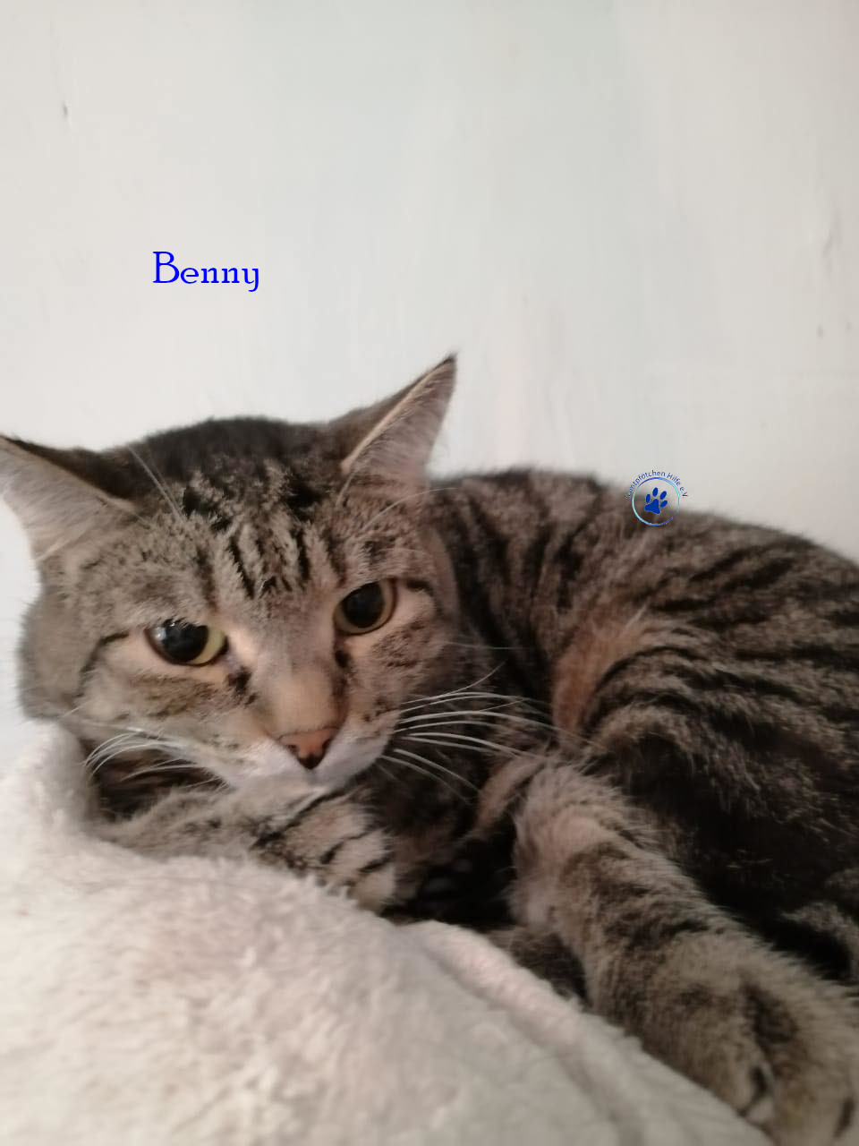 Irina/Katzen/Benny/Benny18mN.jpg