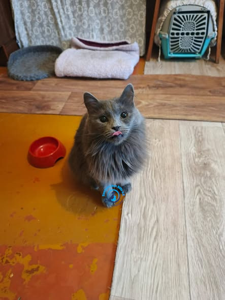 Irina/Katzen/Bertha/Bertha08.jpg