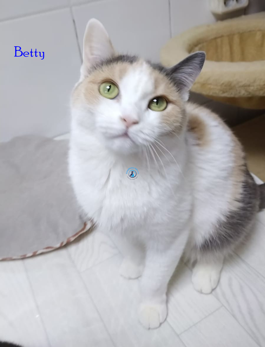 Irina/Katzen/Betty/Betty04.jpg