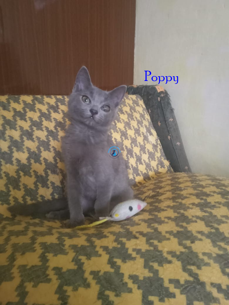 Blaubär-Poppy