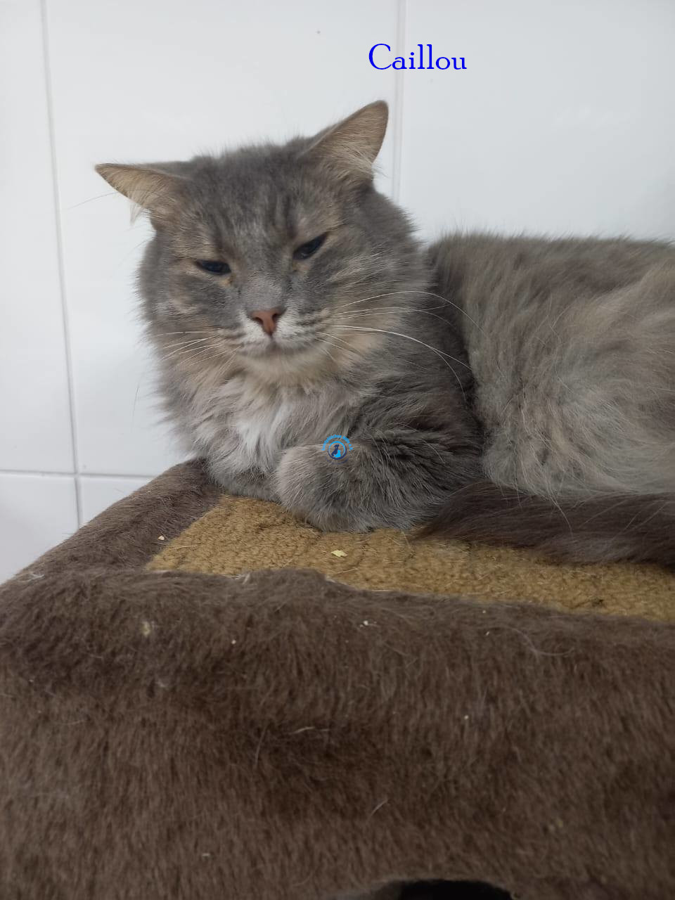 Irina/Katzen/Caillou/Caillou15.jpg