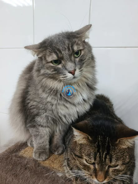 Irina/Katzen/Caillou/Caillou16.jpg
