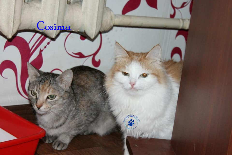 Irina/Katzen/Cosima/Cosima02mN.jpg