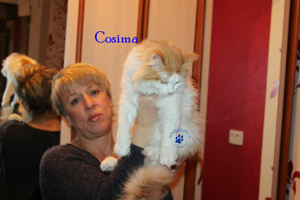 Irina/Katzen/Cosima/Cosima04mN.jpg