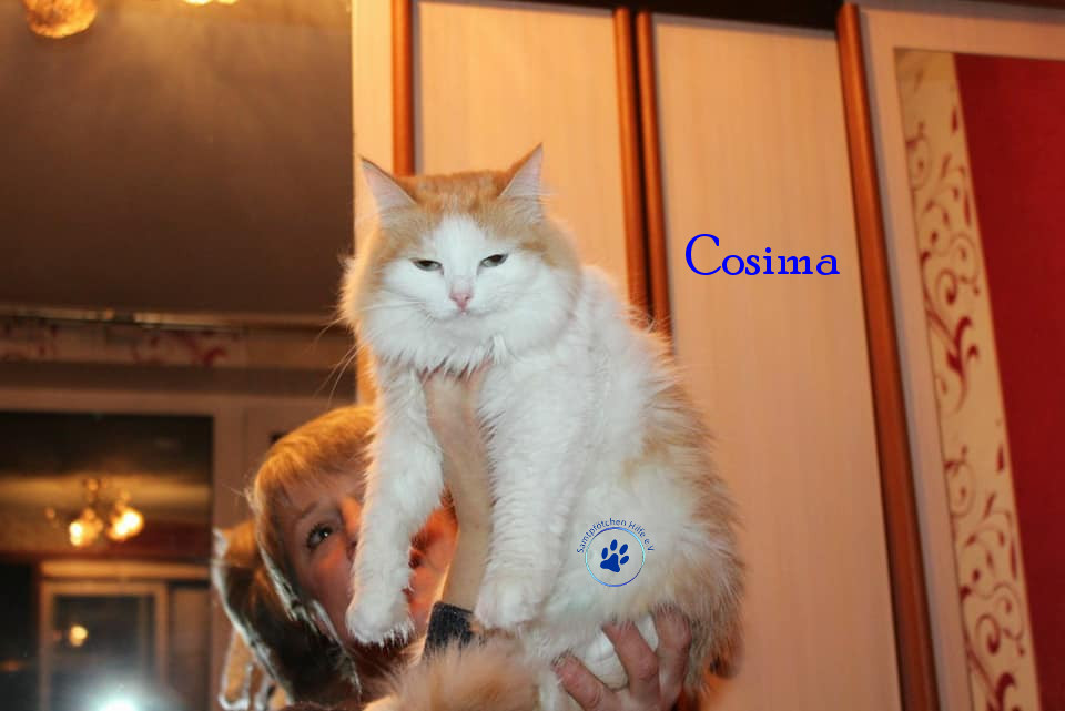 Irina/Katzen/Cosima/Cosima06mN.jpg
