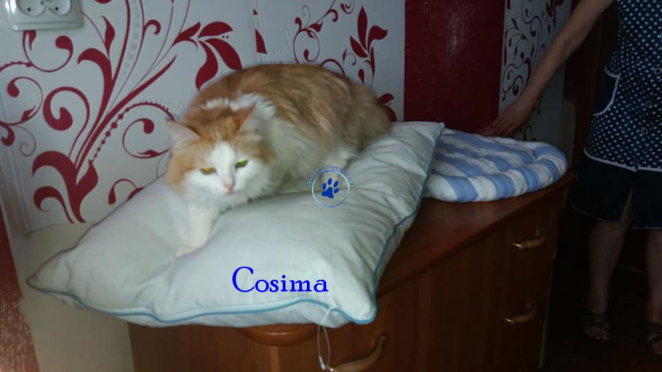 Irina/Katzen/Cosima/Cosima13mN.jpg