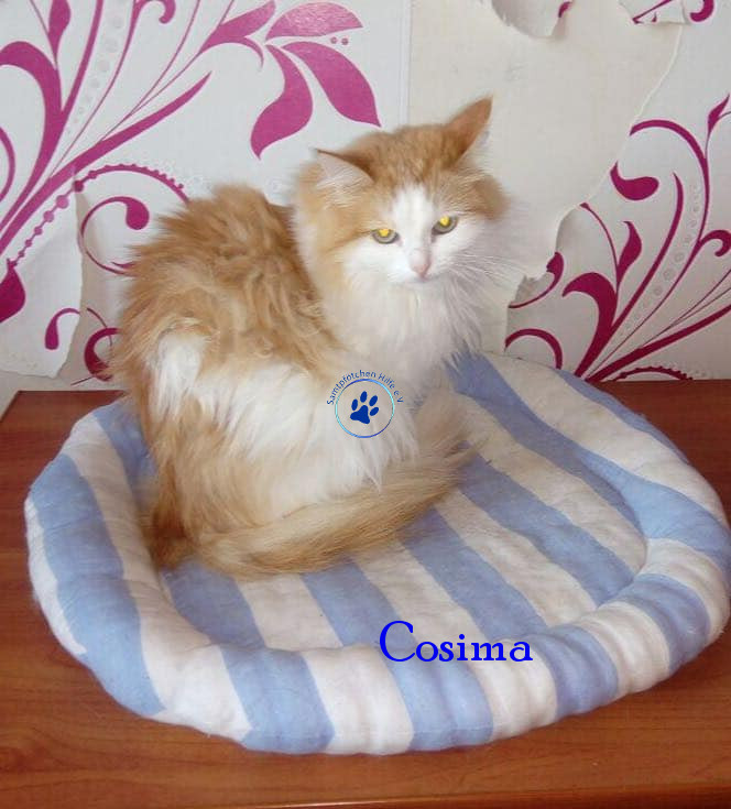 Irina/Katzen/Cosima/Cosima15mN.jpg