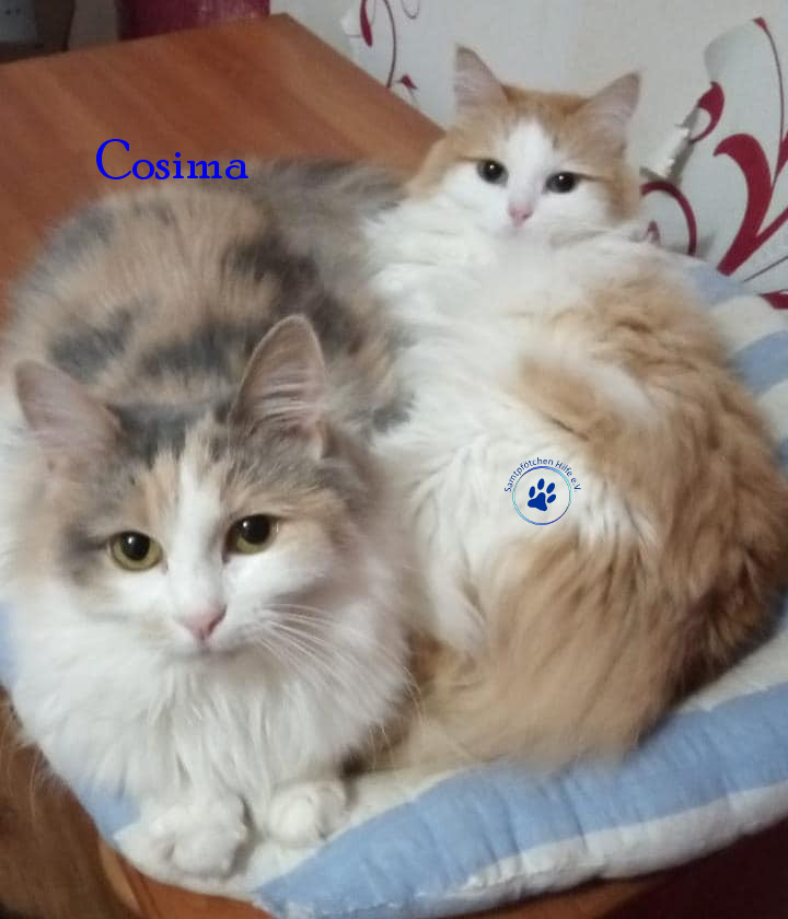 Irina/Katzen/Cosima/Cosima18mN.jpg