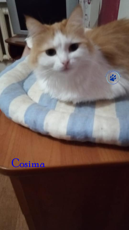 Irina/Katzen/Cosima/Cosima24mN.jpg