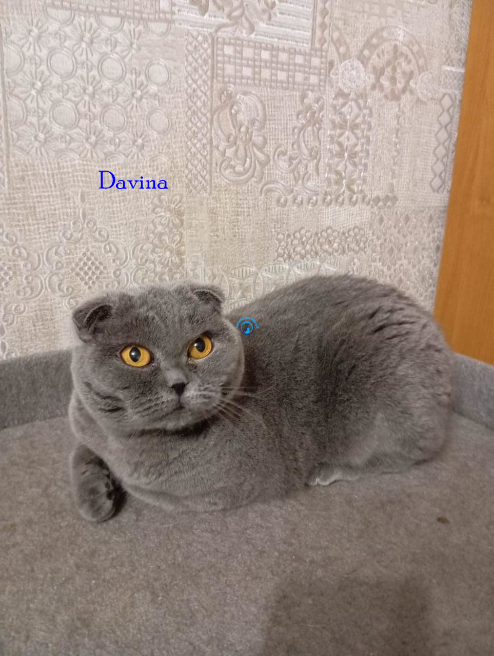 Irina/Katzen/Davina/Davina05.jpg