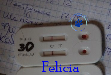 Irina/Katzen/Felicia/Felicia17mN.jpg