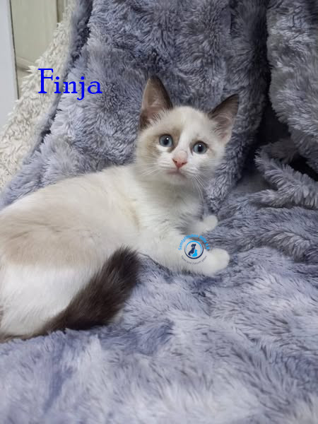 Finja
