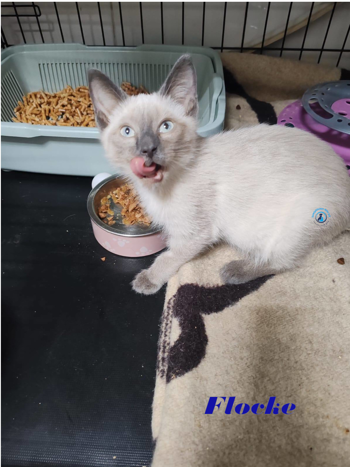 Irina/Katzen/FlockeII/Flocke01mN.jpg