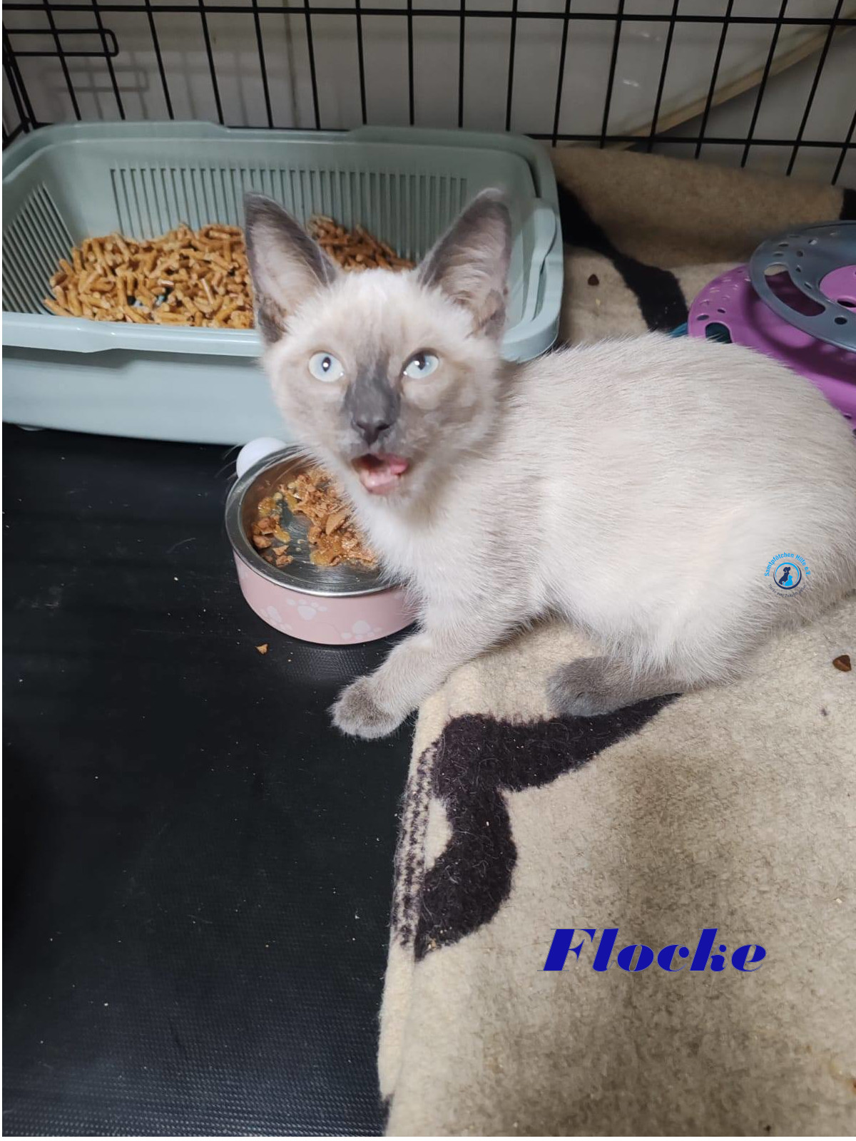Irina/Katzen/FlockeII/Flocke02mN.jpg