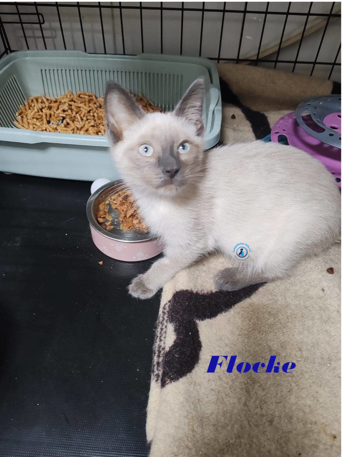 Irina/Katzen/FlockeII/Flocke03mN.jpg