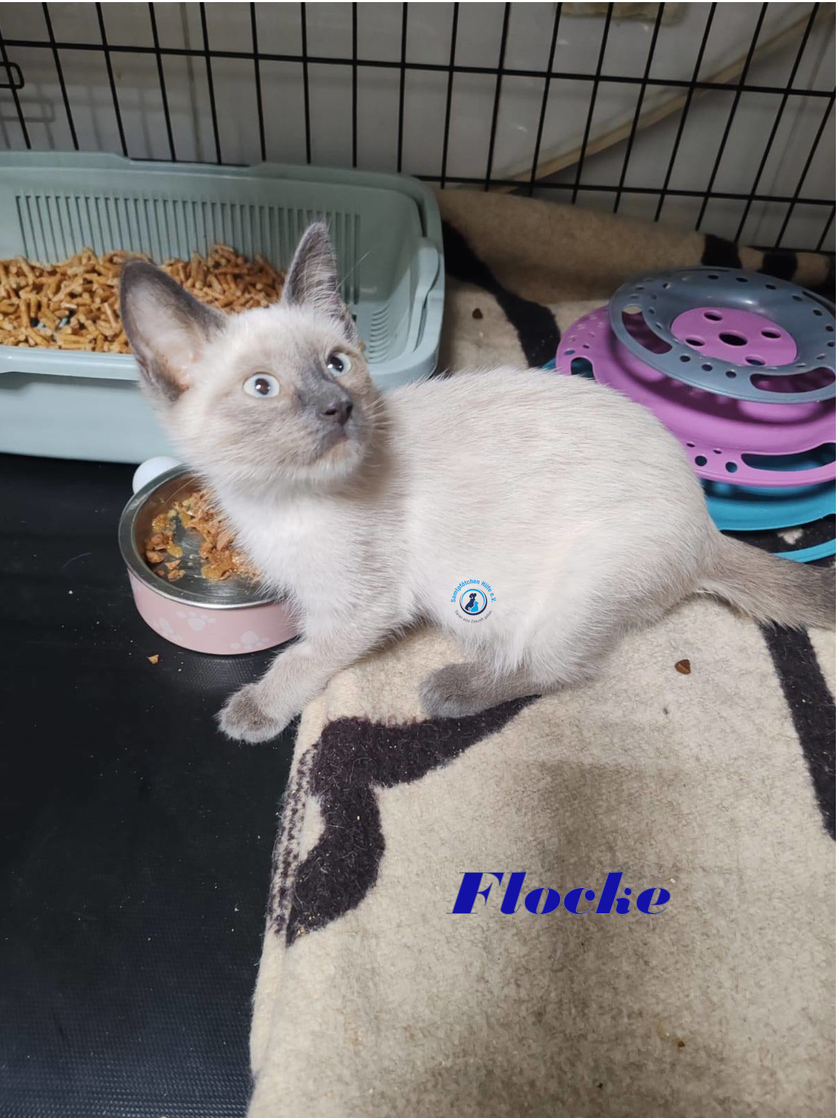 Irina/Katzen/FlockeII/Flocke04mN.jpg