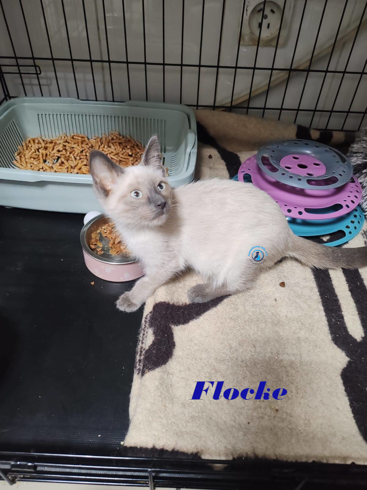 Irina/Katzen/FlockeII/Flocke05mN.jpg