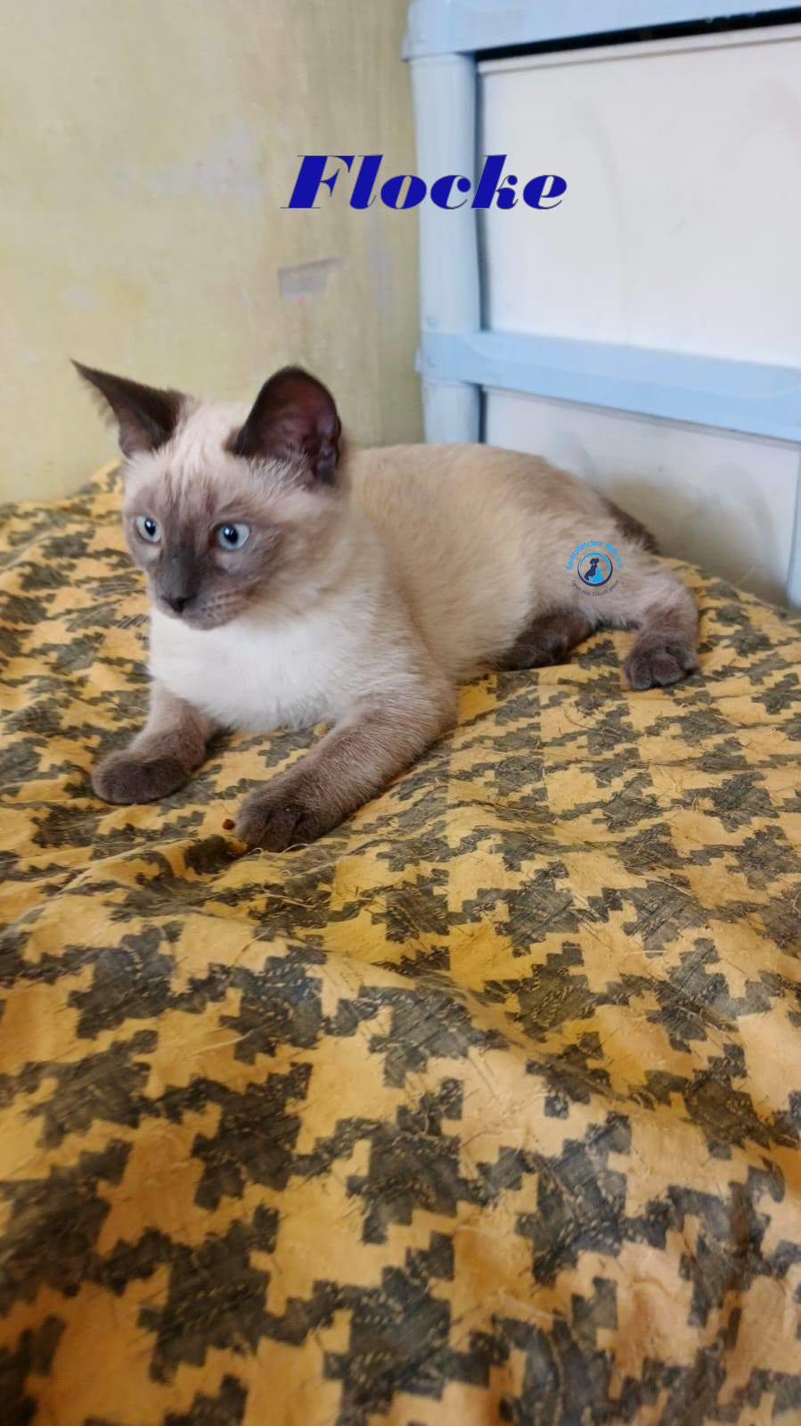 Irina/Katzen/FlockeII/Flocke11mN.jpg