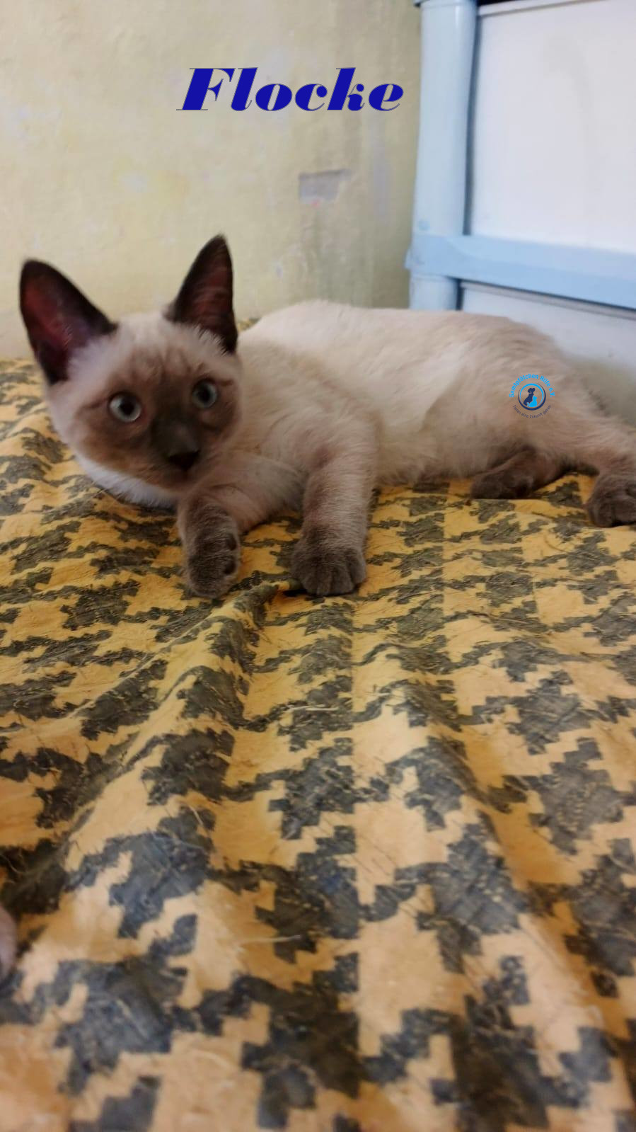 Irina/Katzen/FlockeII/Flocke13mN.jpg