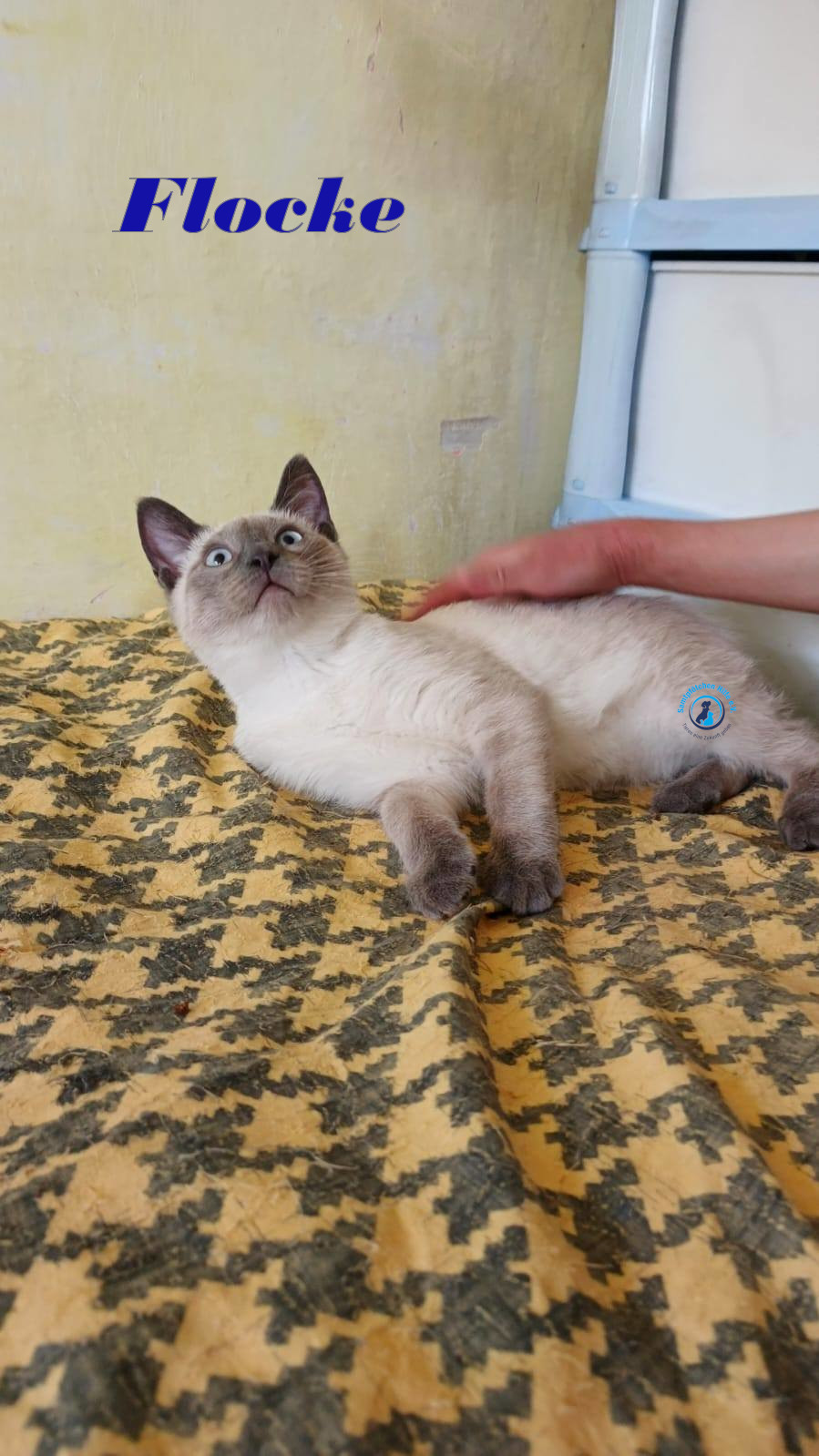 Irina/Katzen/FlockeII/Flocke14mN.jpg