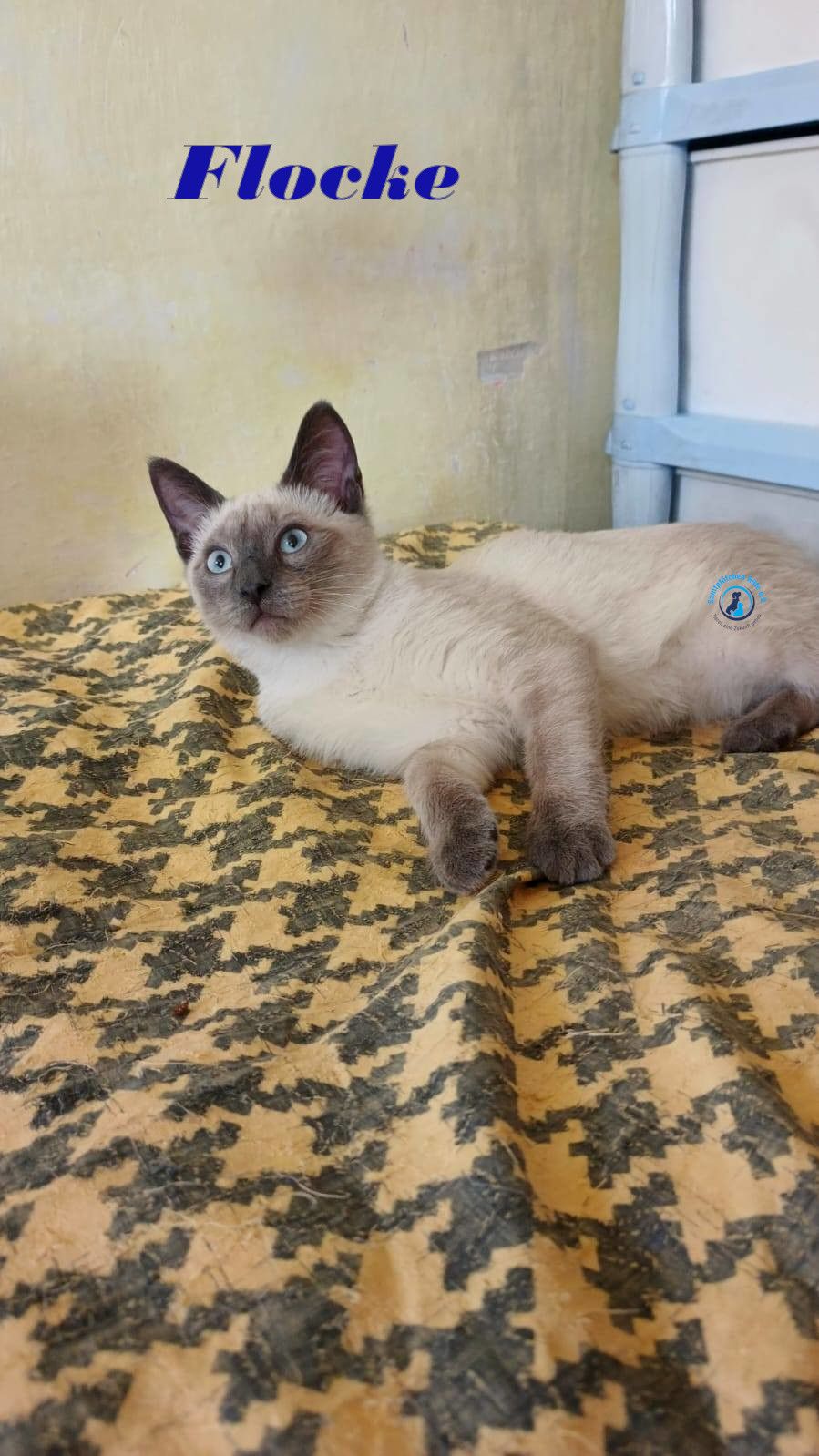 Irina/Katzen/FlockeII/Flocke15mN.jpg