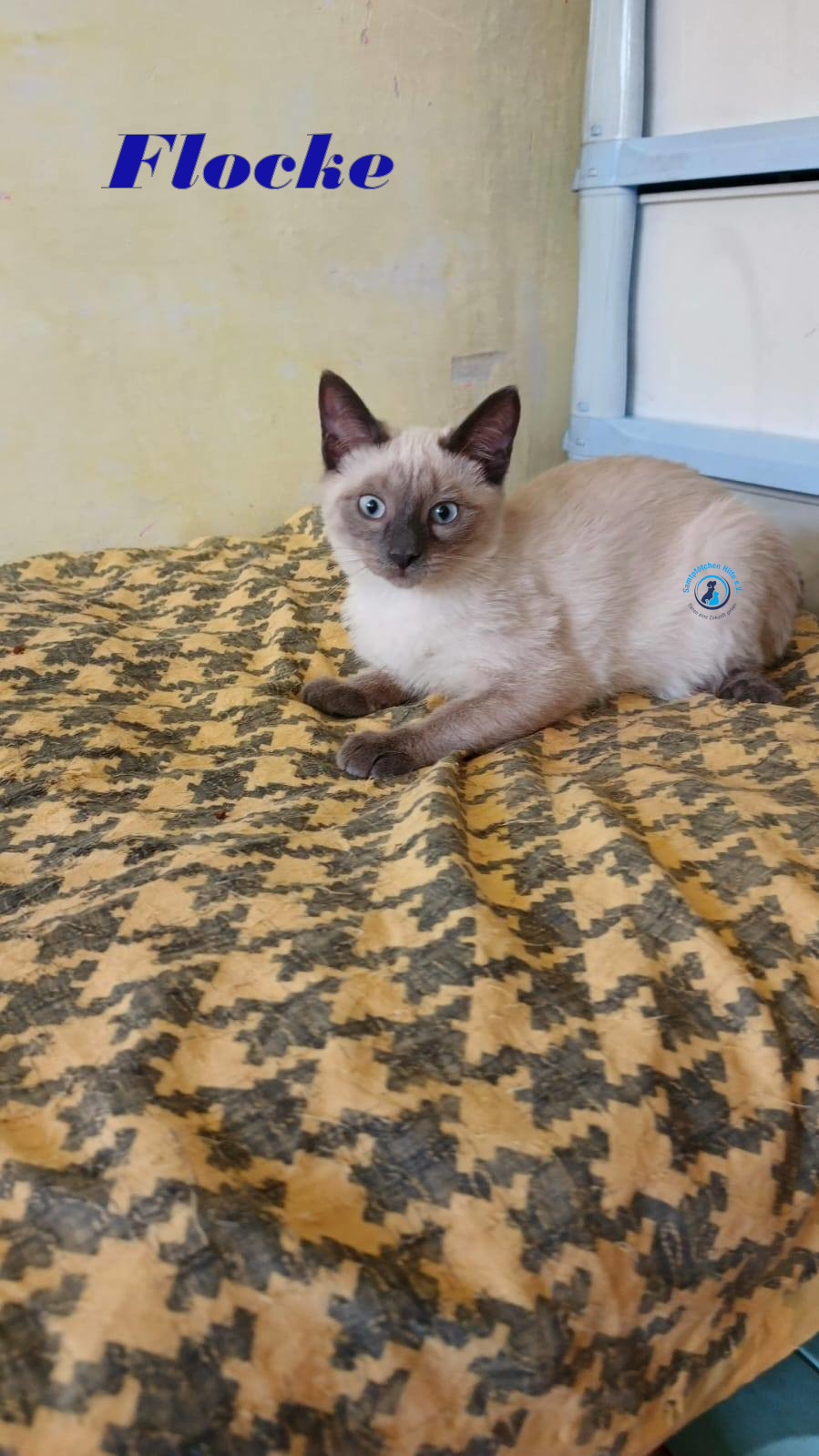 Irina/Katzen/FlockeII/Flocke16mN.jpg