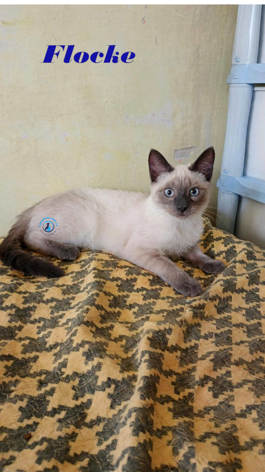 Irina/Katzen/FlockeII/Flocke17mN.jpg