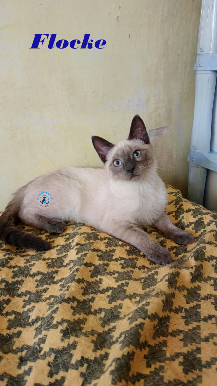 Irina/Katzen/FlockeII/Flocke18mN.jpg