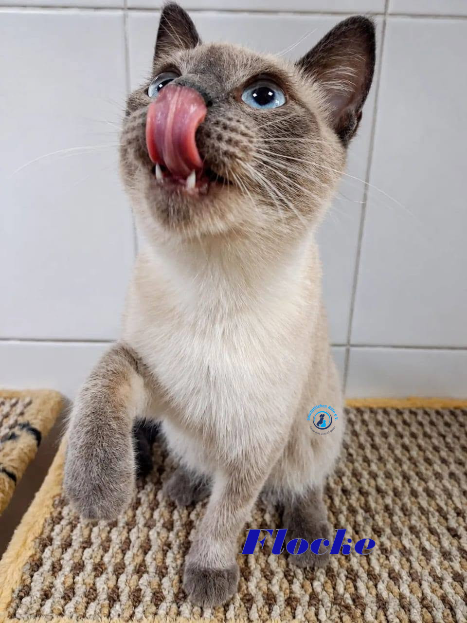 Irina/Katzen/FlockeII/Flocke24mN.jpg