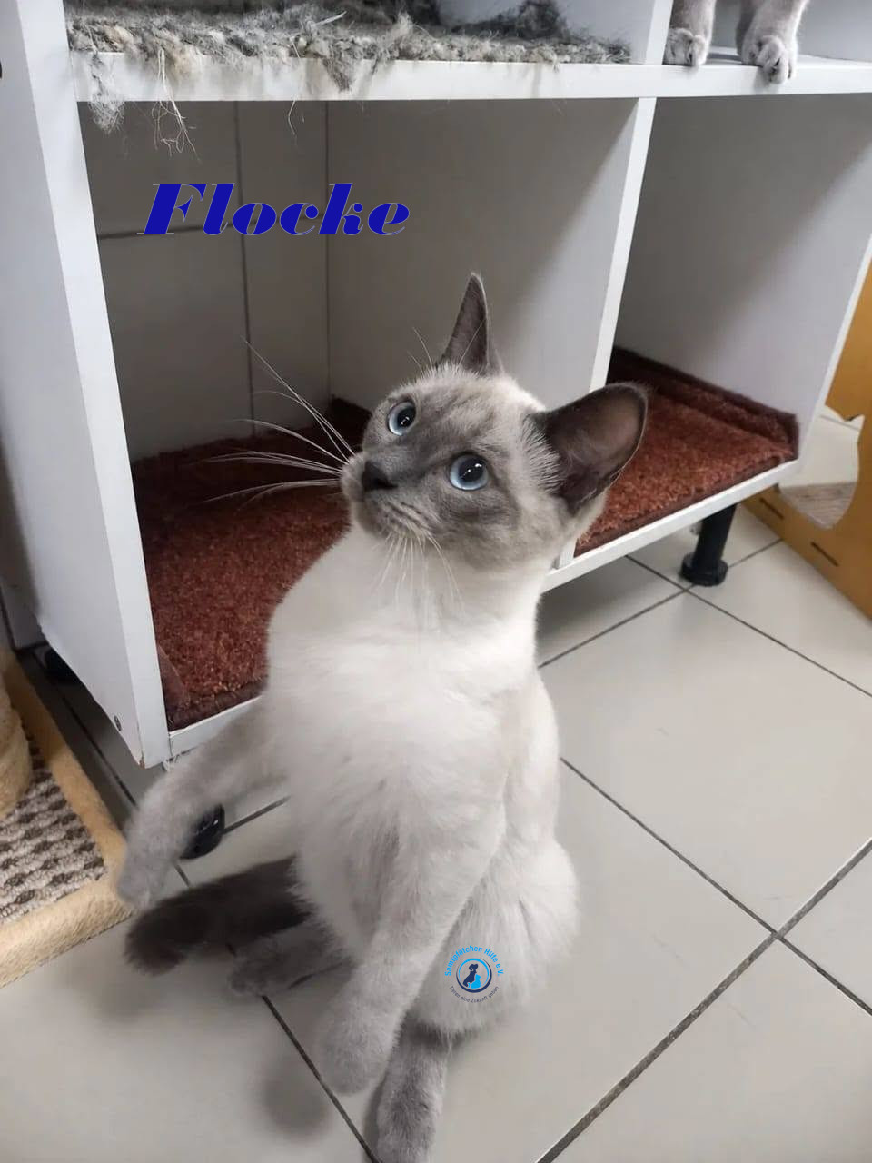 Irina/Katzen/FlockeII/Flocke25mN.jpg