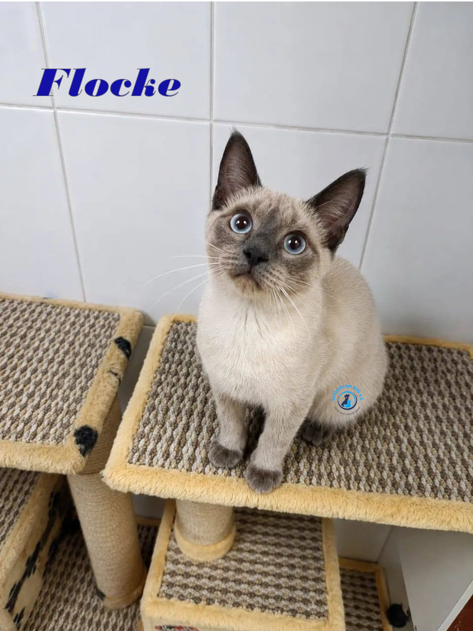 Irina/Katzen/FlockeII/Flocke26mN.jpg